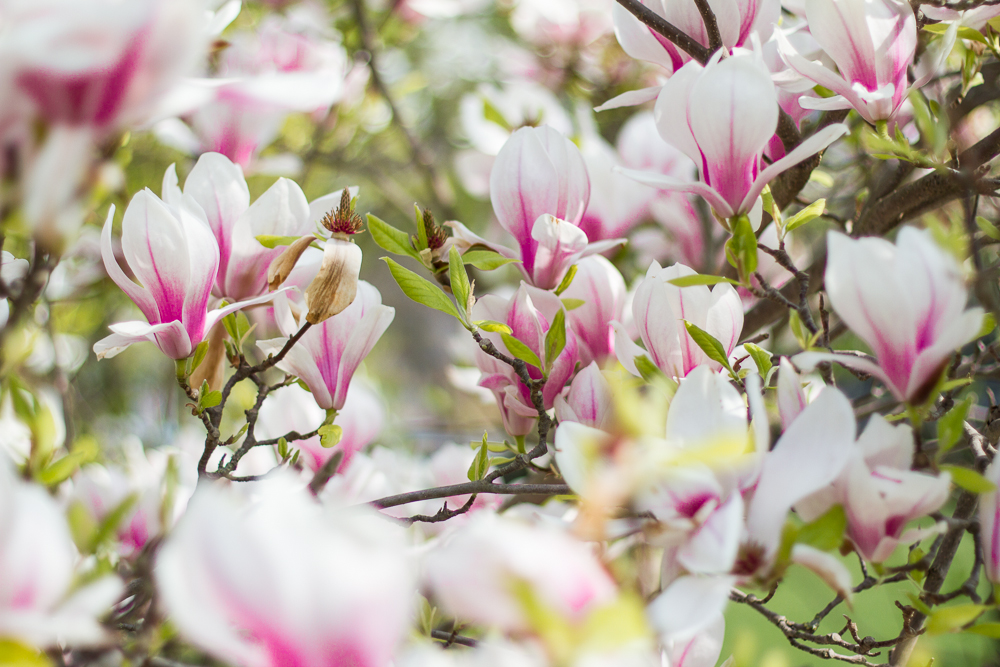 magnolia (5 von 8)